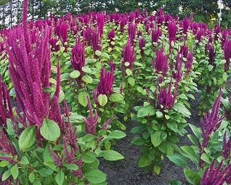 Amaranth can be a definite part of a weight loss diet