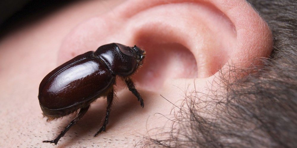 Bug inside the ear should be removed immediately