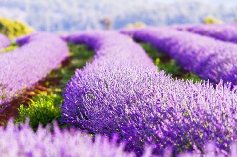 Lavender offers calm & serenity