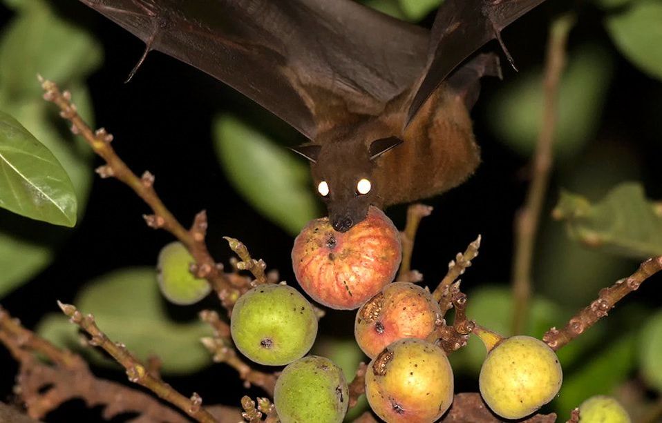 Saliva & excreta of fruit bats infect date palm sap