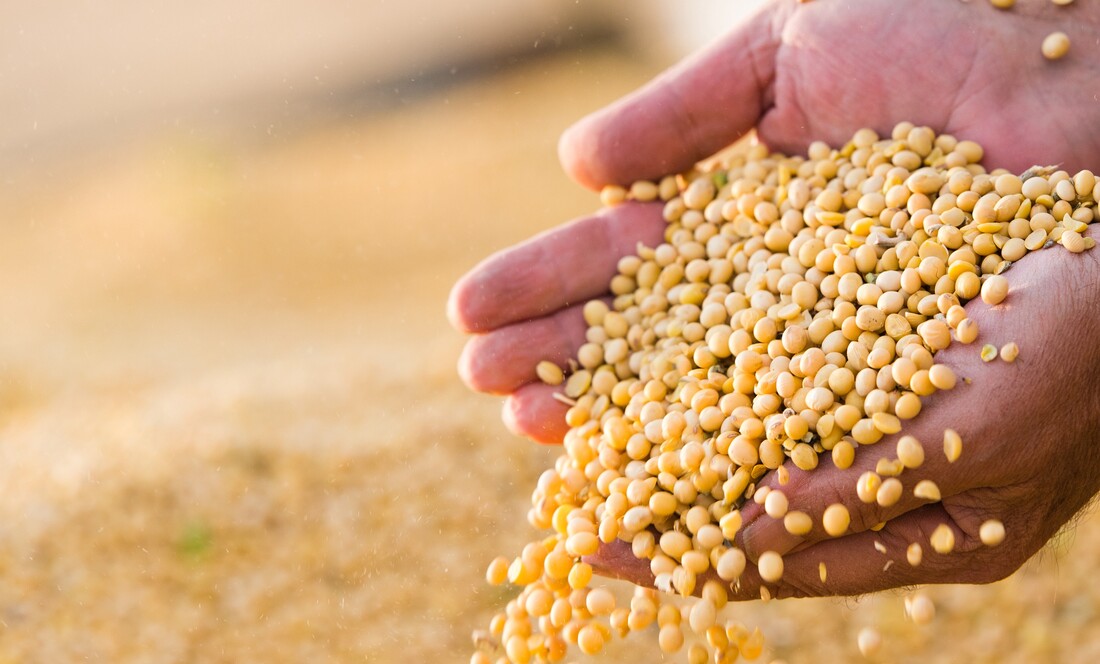 Fortified soybean reduces risk of stunting and wasting in infants