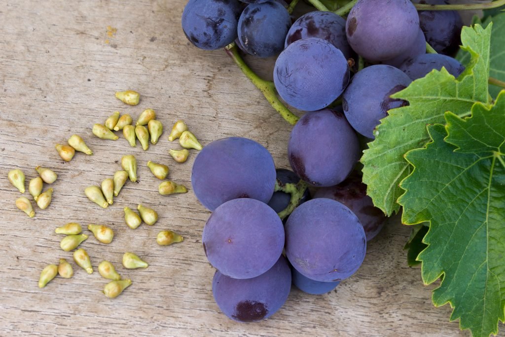 Grape seed extract does help in reducing muscle soreness due to extensive exercising
