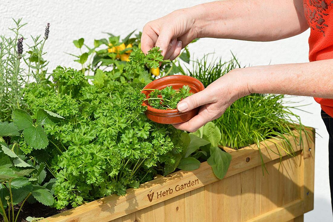  Herbs have more to them than culinary use