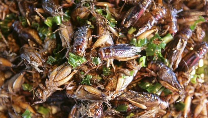 Grasshoppers are abundant & low in fat