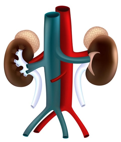 Eat healthy and nutritious foods to combat kidney dieases