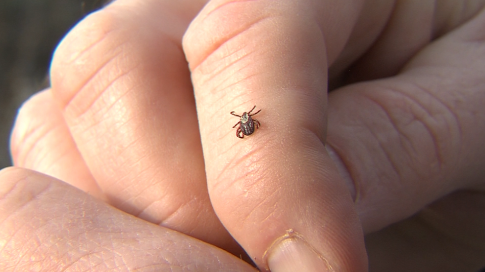 Ensure to examine your body for a tick after coming back from outdoors