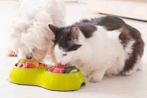 Younger cats eat more proteins