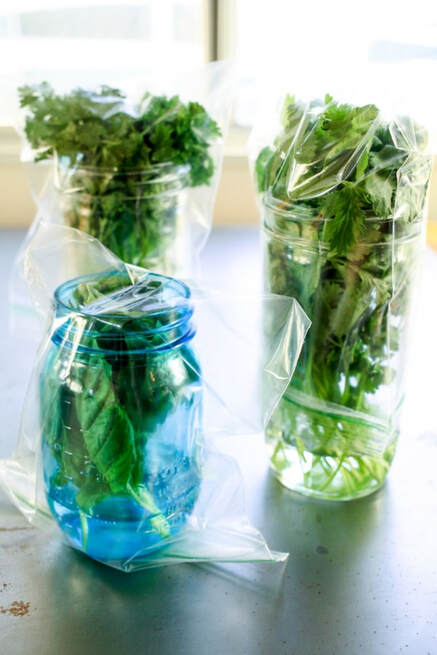 Refrigerating herbs by properly storing them keep them fresh for weeks