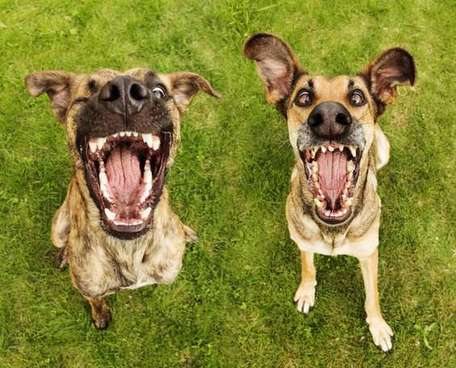 Dogs too experience contagious yawning