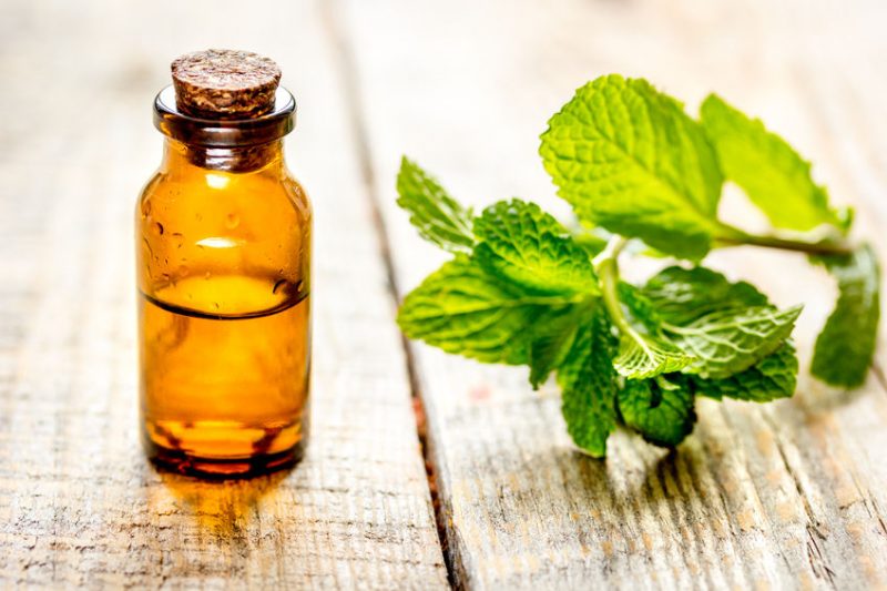 Spearmint extract helps in improving memory processing and retrieving