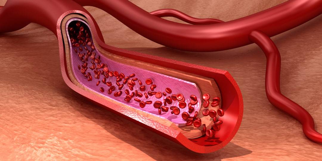 Endothelium is a thin layer lining blood vessels crucial for vascular homeostasis