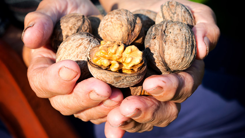 Walnuts are energy-dense but good for weight loss too