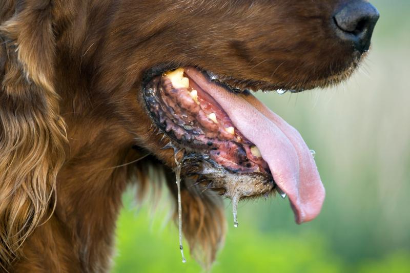 Dog bite causes 99% of rabies deaths